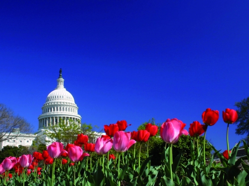 United States Capital in the Spring with tulips blooming in front